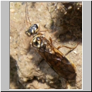 Pamphiliidae sp - Blattwespe 01a 11mm.jpg